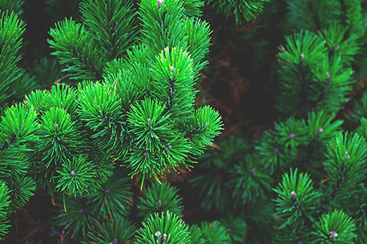 Pine tree care in Denver