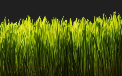 Spring Is Around The Corner. Now It Is Time To Think About Lawn Care.