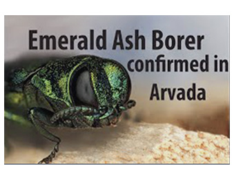 Emerald Ash Borer has arrived in Arvada CO