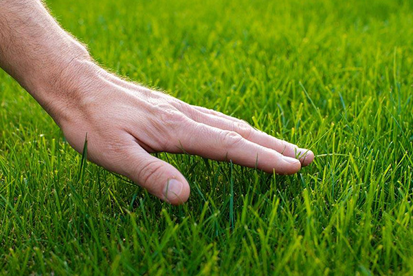 Lawn and Plant Health Care services in Denver