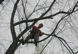 aggressive tree pruning