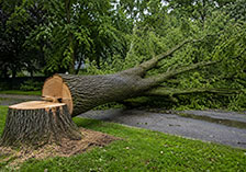 Cut down diseased American Elm trees