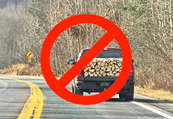 do not move elm wood