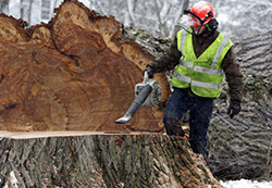 cutting down large elm