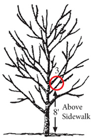 Select the Lowest Permanent Branch