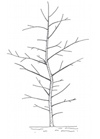 select central dominant leader in tree