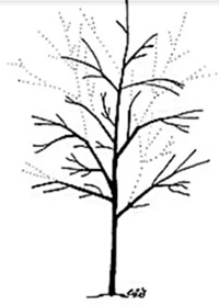 Select Permanent Branches