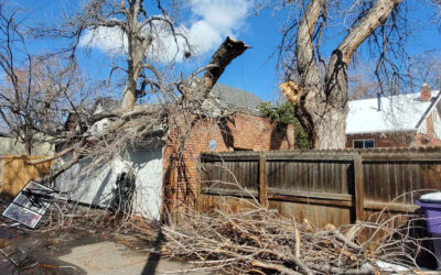 Emergency Tree Services Explained
