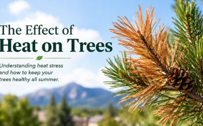 The Effect of Heat on Trees