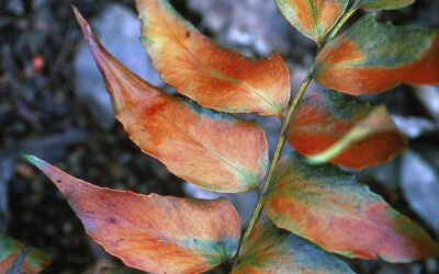 The Effect of Heat on Trees