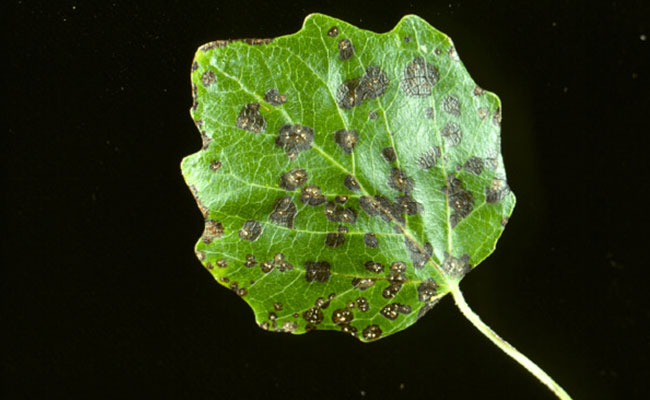 Cottonwood marssonina leaf spot found in Denver