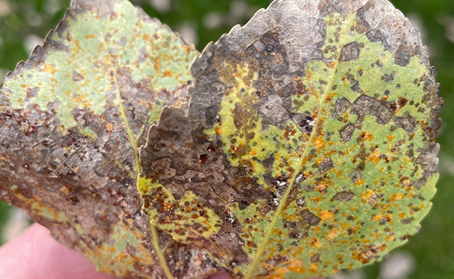 Cottonwood septoria leaf spot found in Denver