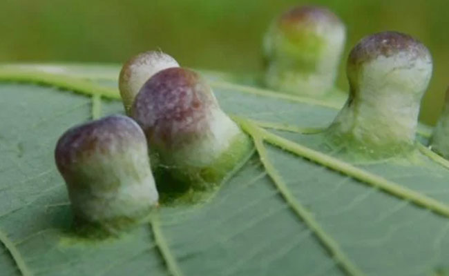 Hackberry Nipple Gall