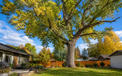 Common Poplar & Cottonwood Tree Issues