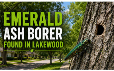 Emerald Ash Borer Found in Lakewood