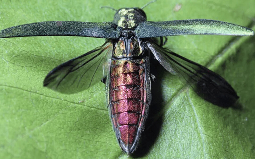 Emerald Ash Borer Found in Lakewood