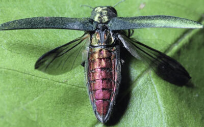 Emerald Ash Borer Found in Lakewood