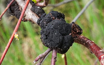 The Year of the Tree Fungus in Denver