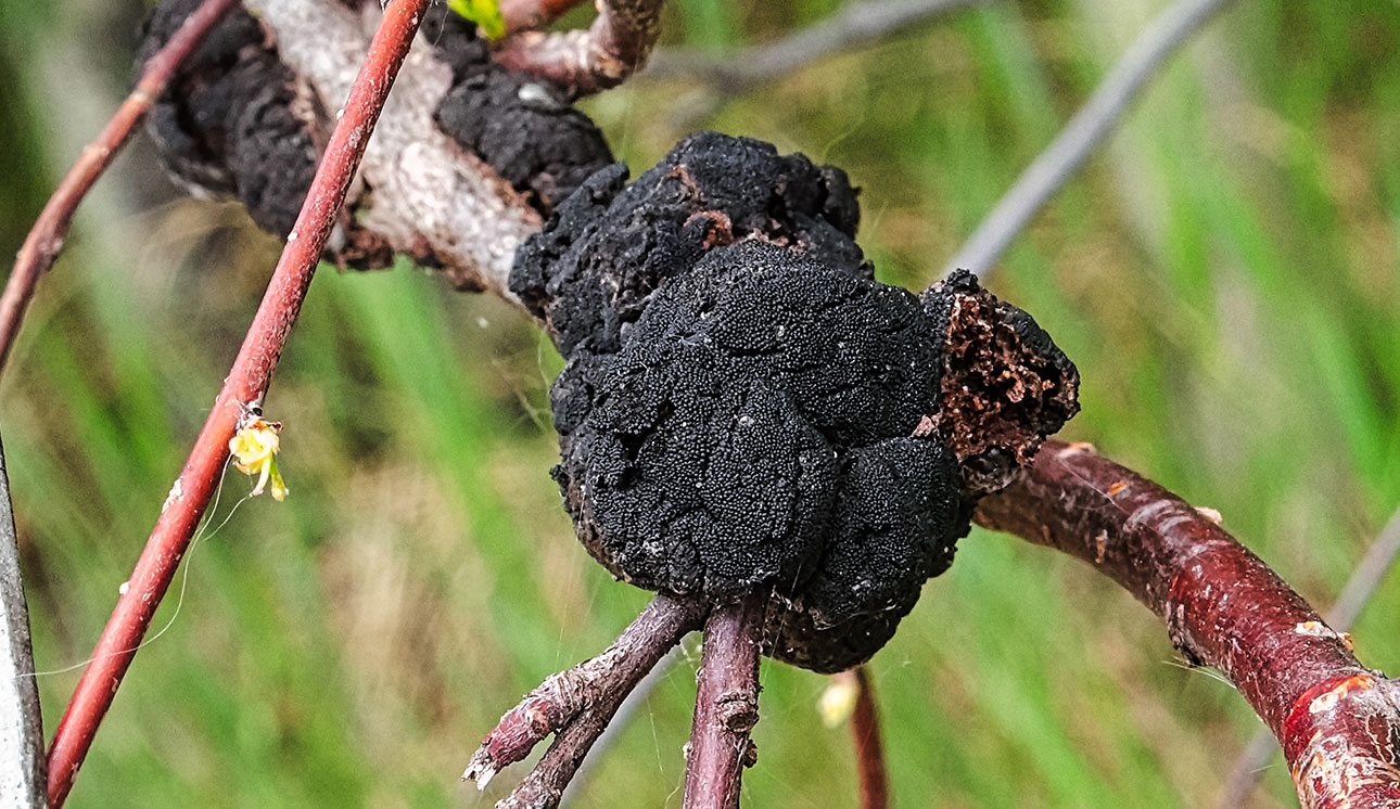 tree-fungus.jpg