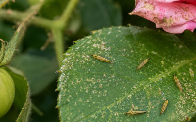 Thrips Active in Denver