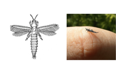 Thrips Active in Denver