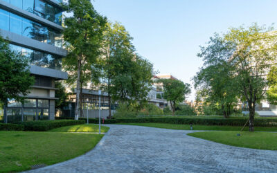 Commercial Tree Services
