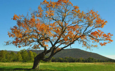 Professional Tree Straightening