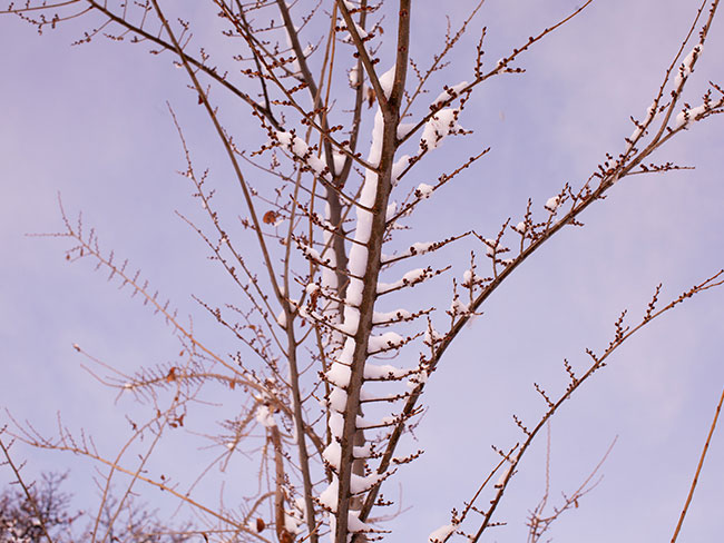 Leave buds on elm tree