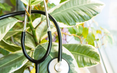 Arbor versus Tree Service Companies – What is the Difference?