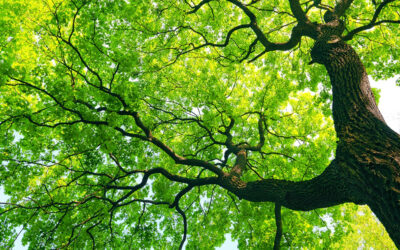 Late Winter or Early Spring Plant Health Care Issues