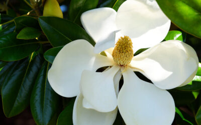 Sugar Magnolia Blossoms Blooming