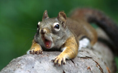 Hot Dog Bun on the Head Type of Day