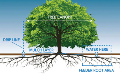 Transitioning from Tree Service to a Plant Health Care Company