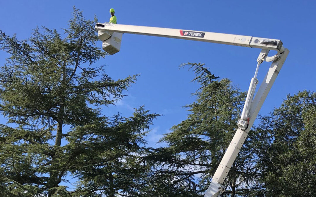 The Unsung Hero of Tree Health – Proactive Tree Pruning