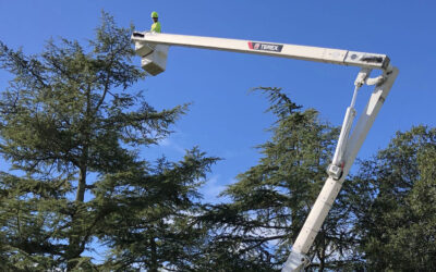 The Unsung Hero of Tree Health – Proactive Tree Pruning