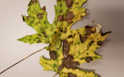 Why Leaves on Hardwood Tree Drop Early and Why Some Trees Not Drop Them at All?