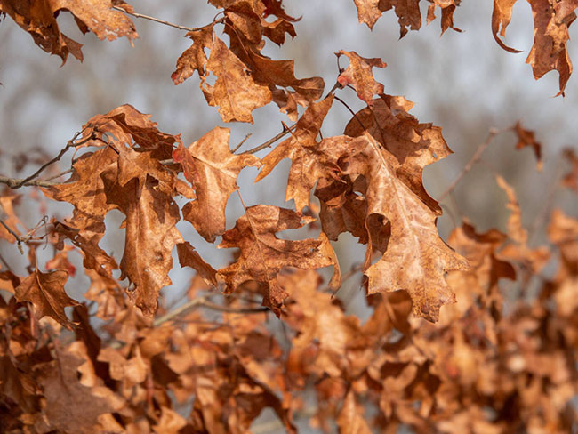 Oak tree marcescence
