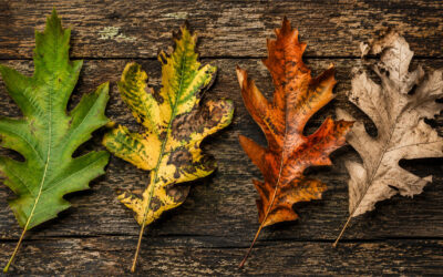 Why Leaves on Hardwood Tree Drop Early and Why Some Trees Not Drop Them at All?