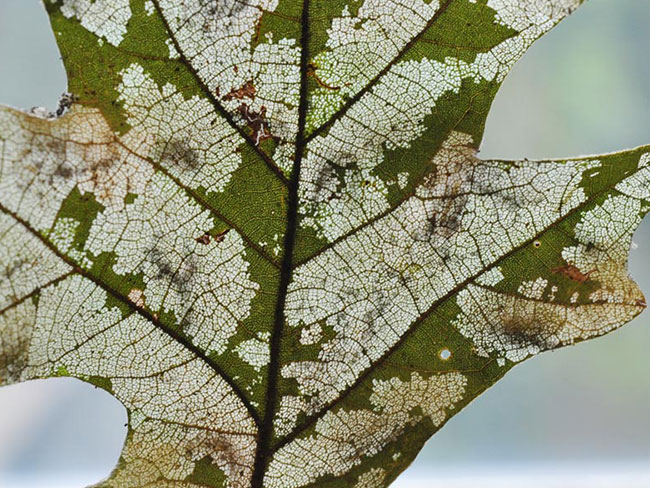 skeletonized oak leaf