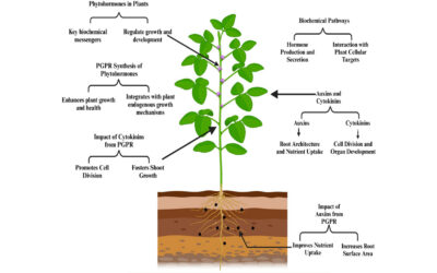Tree Hormones: Regulating Growth and Health