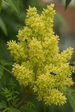 Ailanthus mail flowers stink