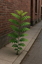 ailanthus grows like a weed