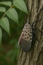 Spotted Lantern Fly loves Ailanthus