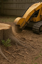 Ailanthus stump removal