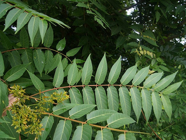 Ailanthus leaves