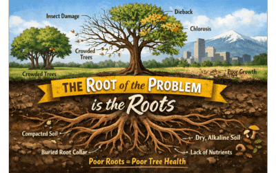 The Root Of The Problem Is The Roots