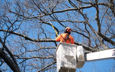 Winter is a Great Time to Prune Most Hardwood Trees