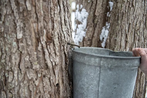 Collect maple tree sap