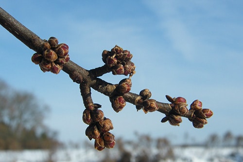 tree buds in the winter