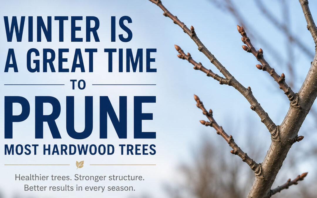 Winter is a Great Time to Prune Most Hardwood Trees